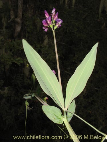 Image of Lathyrus magellanicus (). Click to enlarge parts of image.